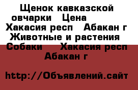 Щенок кавказской овчарки › Цена ­ 2 000 - Хакасия респ., Абакан г. Животные и растения » Собаки   . Хакасия респ.,Абакан г.